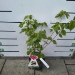 Moruša biela (Morus alba) ´GIANT FRUIT´ - výška 40-50 cm, kont. C3L - ČIERNOPLODÁ - VEĽKOPLODÁ